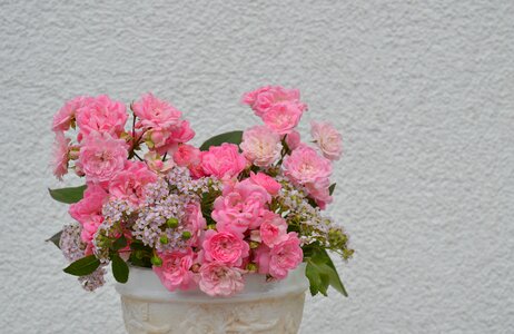 Bloom pink rose pink flower photo