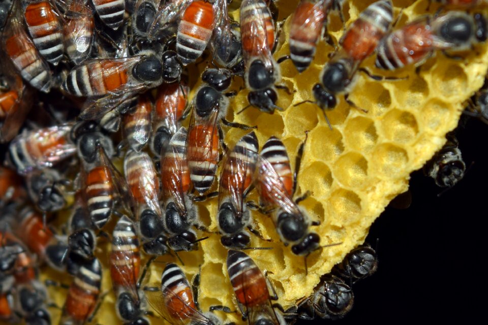 The hive insects natural