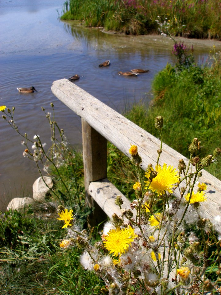 Fraser River Delta 06/08