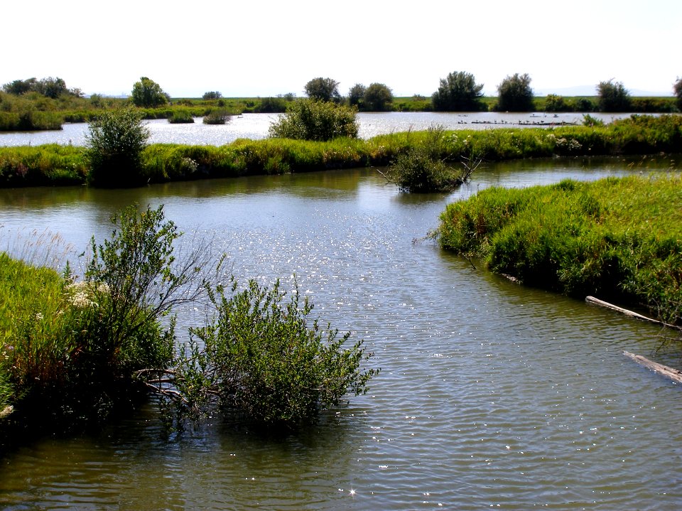 Fraser River Delta 07/08