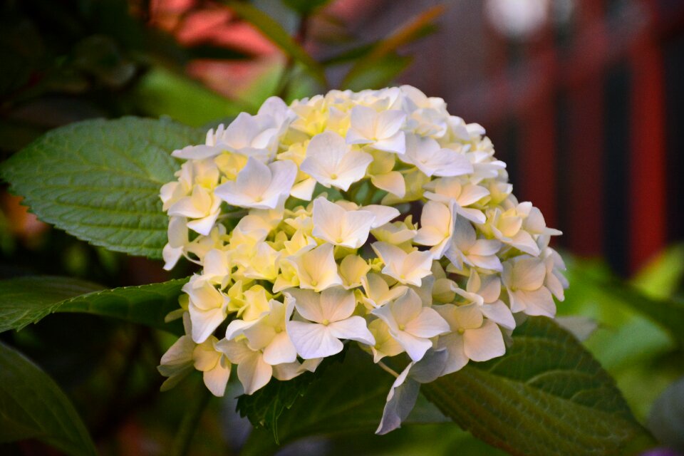 Flower hydrangea the scenery