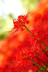 Spider lily red flowers higanbana photo