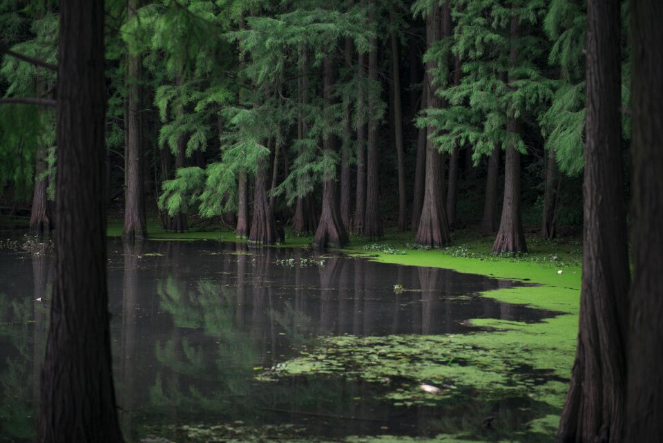 Nature river trees