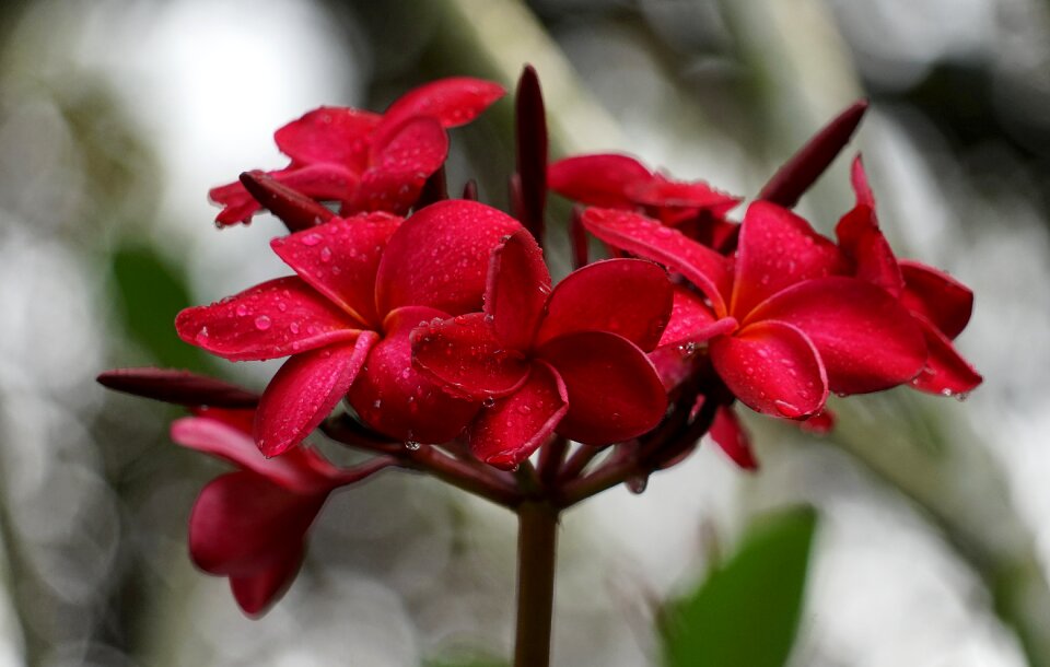 Singapore botanical garden park