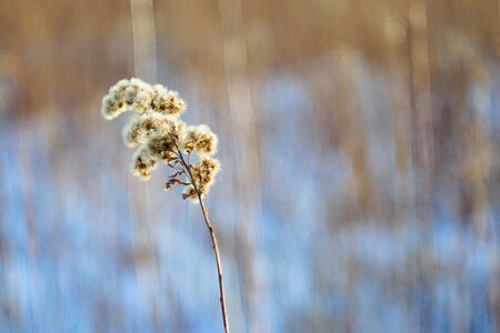 Snow fluff nature