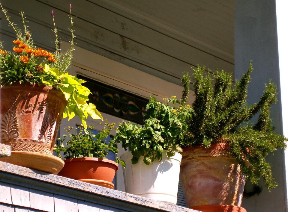 Plants