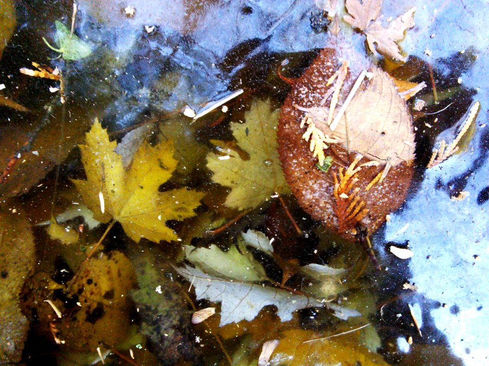 Leave Under Ice