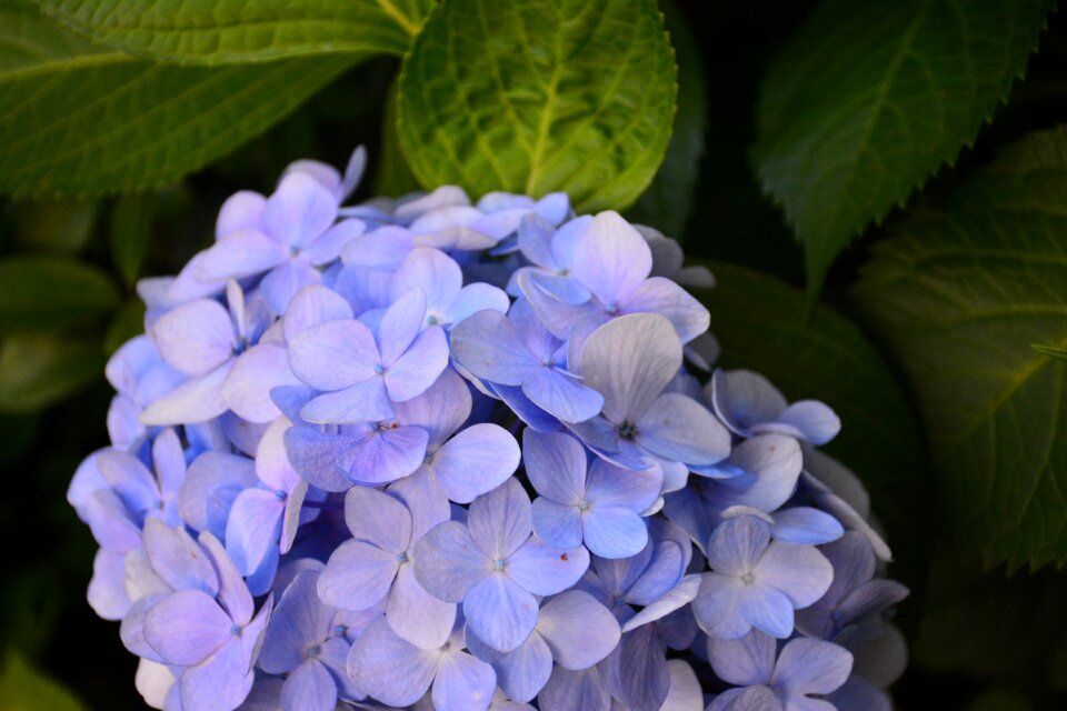 Flower hydrangea the scenery