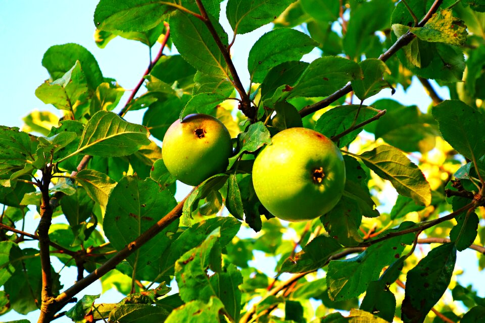 Fresh nutrition apple tree