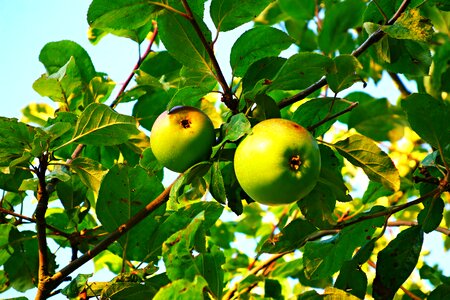 Fresh nutrition apple tree