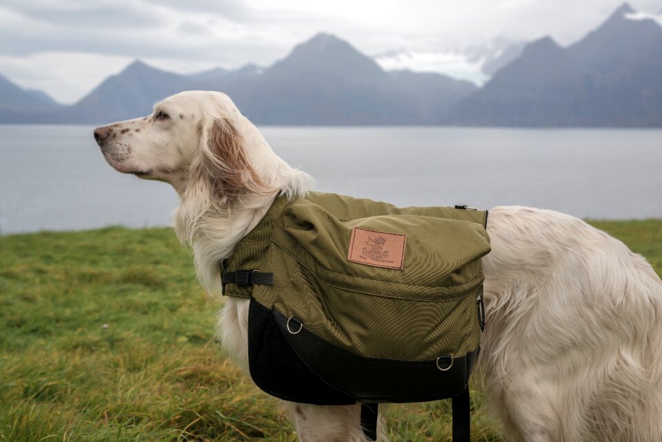 Back-pack dog cleavage english setter photo