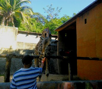 Hungry Giraffe photo