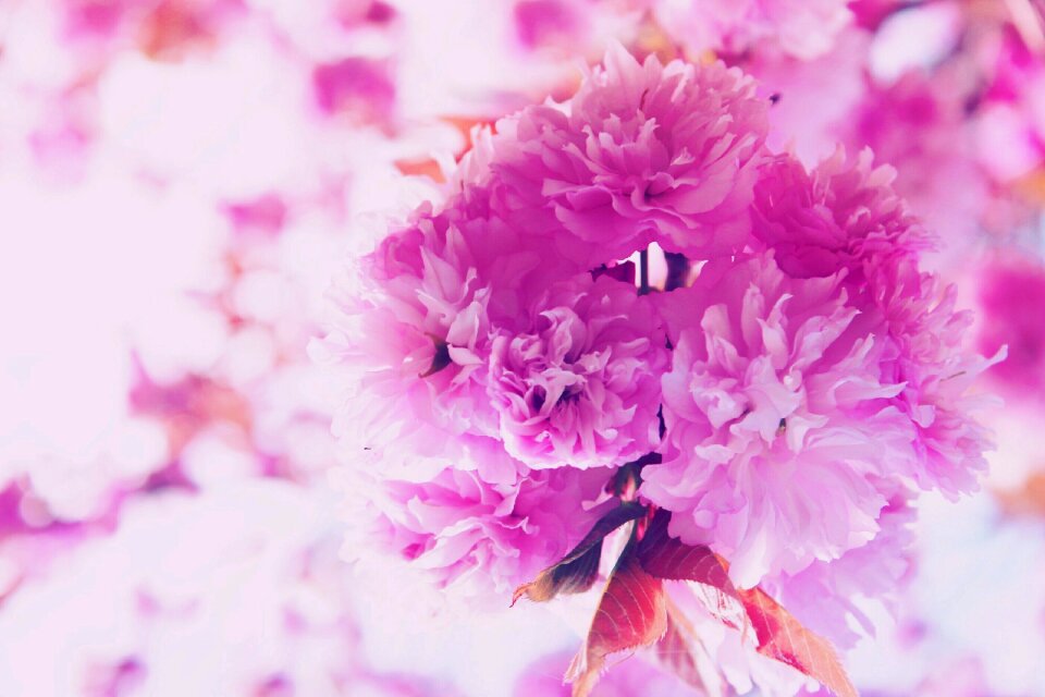 Flora flowers macro