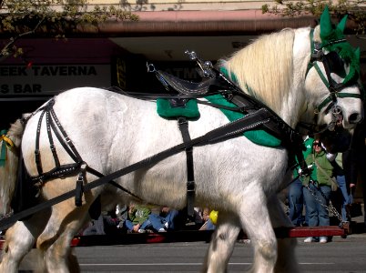 St. Patrick's Day Parade 03/07 photo