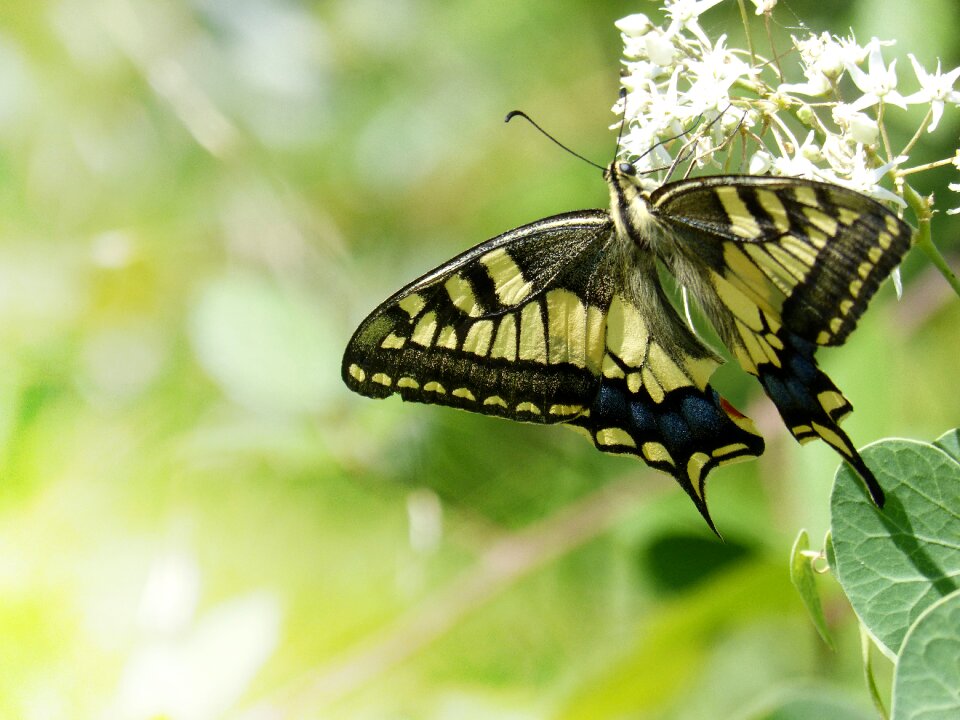Beauty papilio machaon background