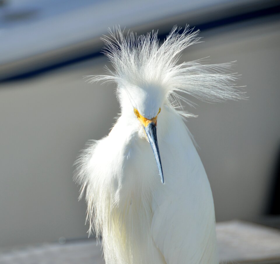 White america heron