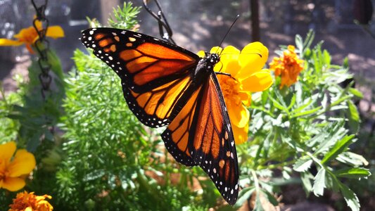 Monarch butterfly insect orange photo