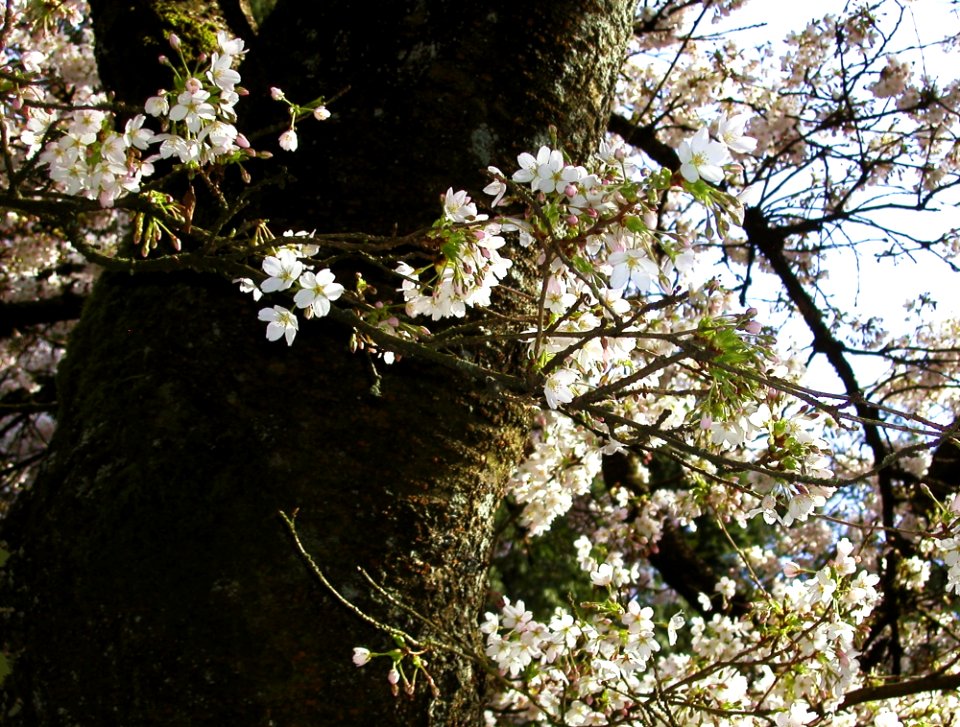Spring Cheer