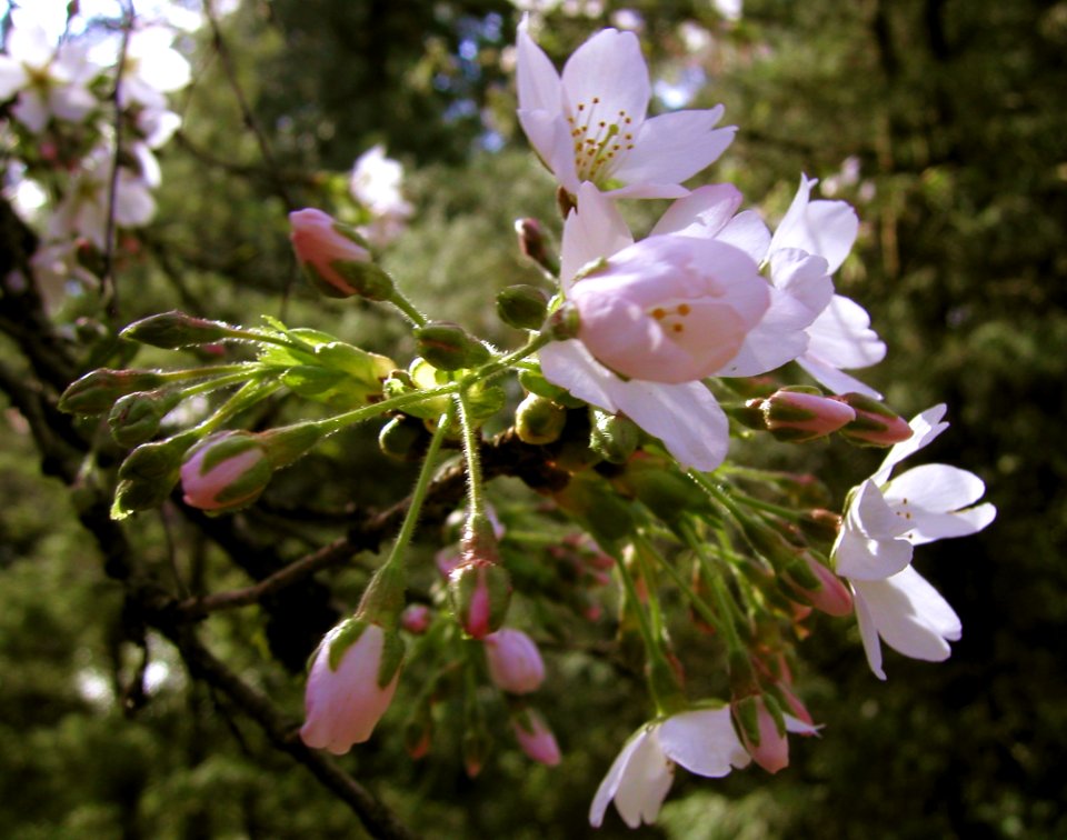 More Spring Cheer