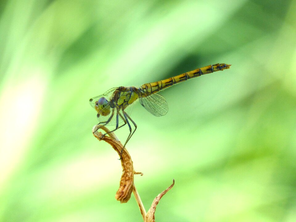 Branch orthetrum albistylum greenery