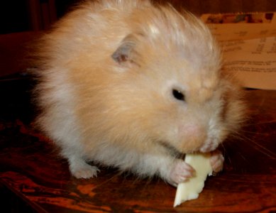 2006_04_03