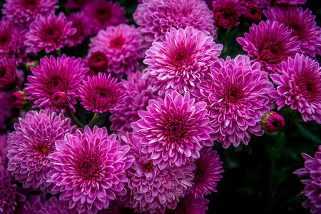 Purple purple flowers floral