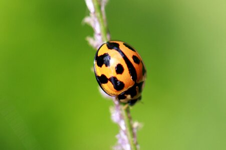 Red leaf grass photo