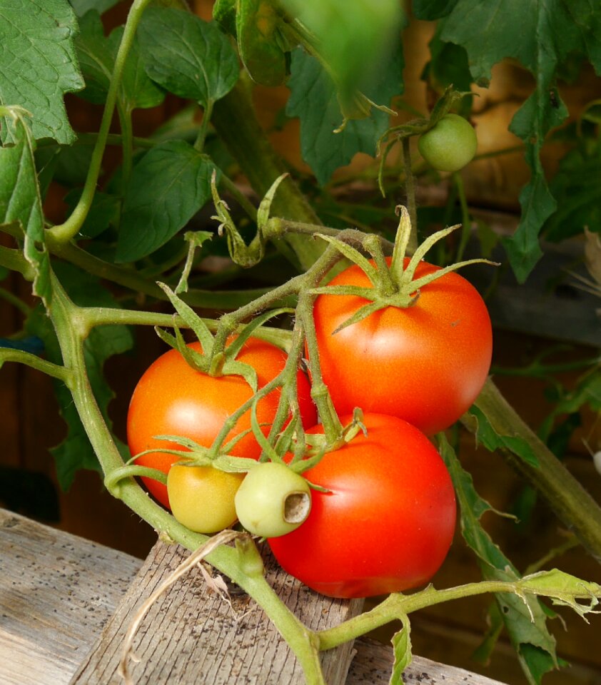 Tomatoes garden vegetables