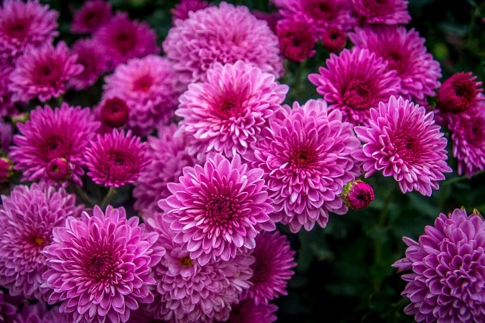 Purple purple flowers floral
