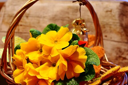 Yellow splash of color spring
