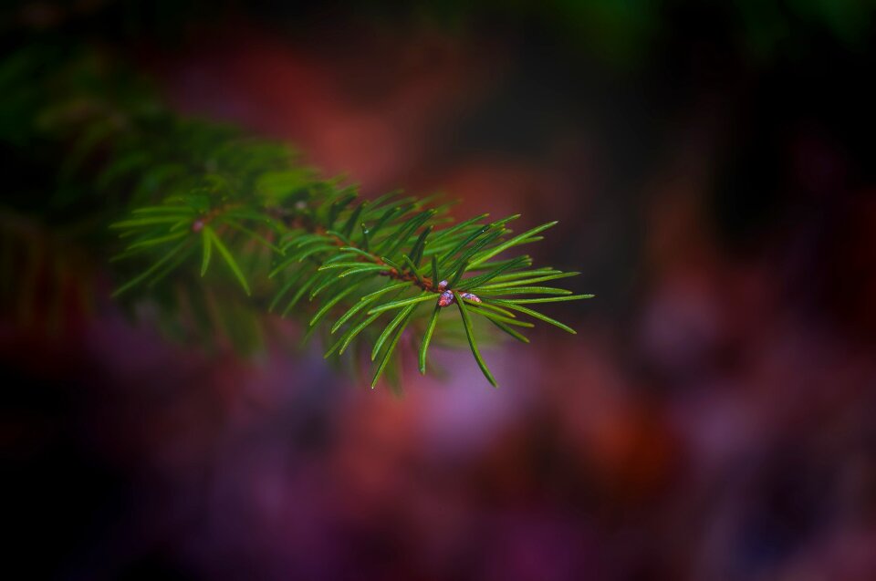 Spruce needles tree