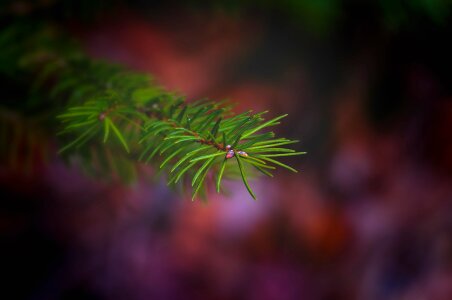 Spruce needles tree photo