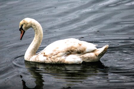 Lake nature bird photo