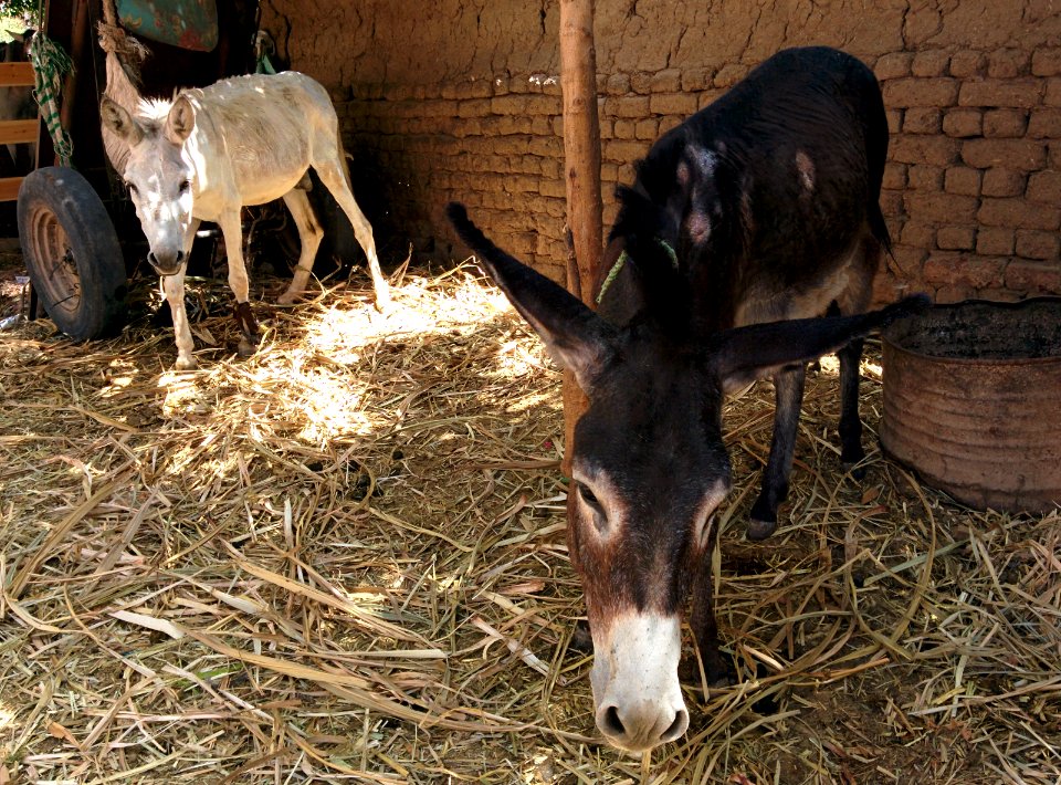 Donkeys