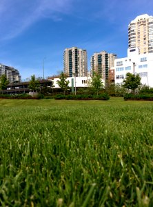 Sort of my public lawn.