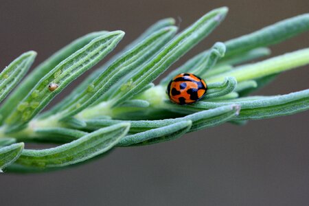 Red leaf grass photo