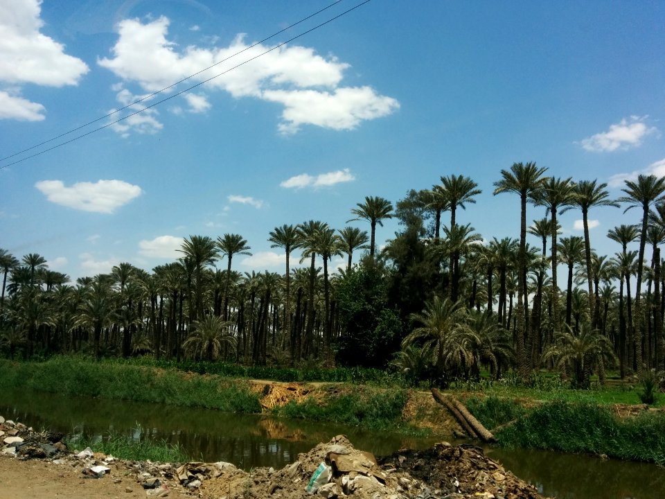 Palms