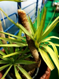 Plant on Board