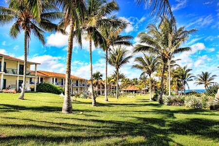 Vacations sky palm trees photo