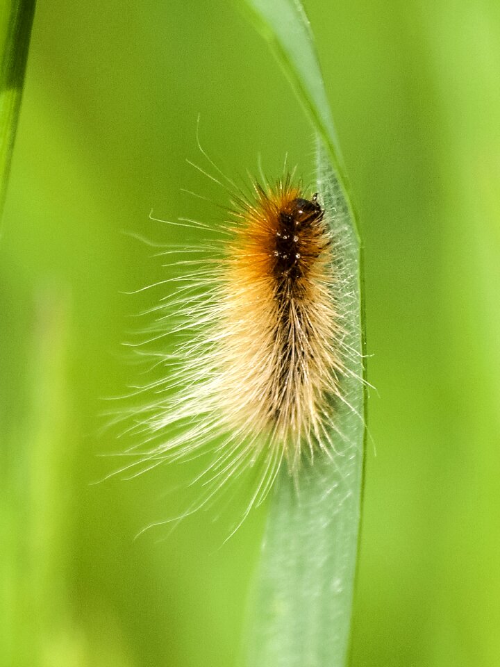 Butterfly nature animal