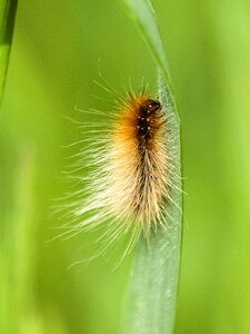 Butterfly nature animal photo