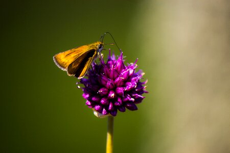 Outdoors colorful orange photo