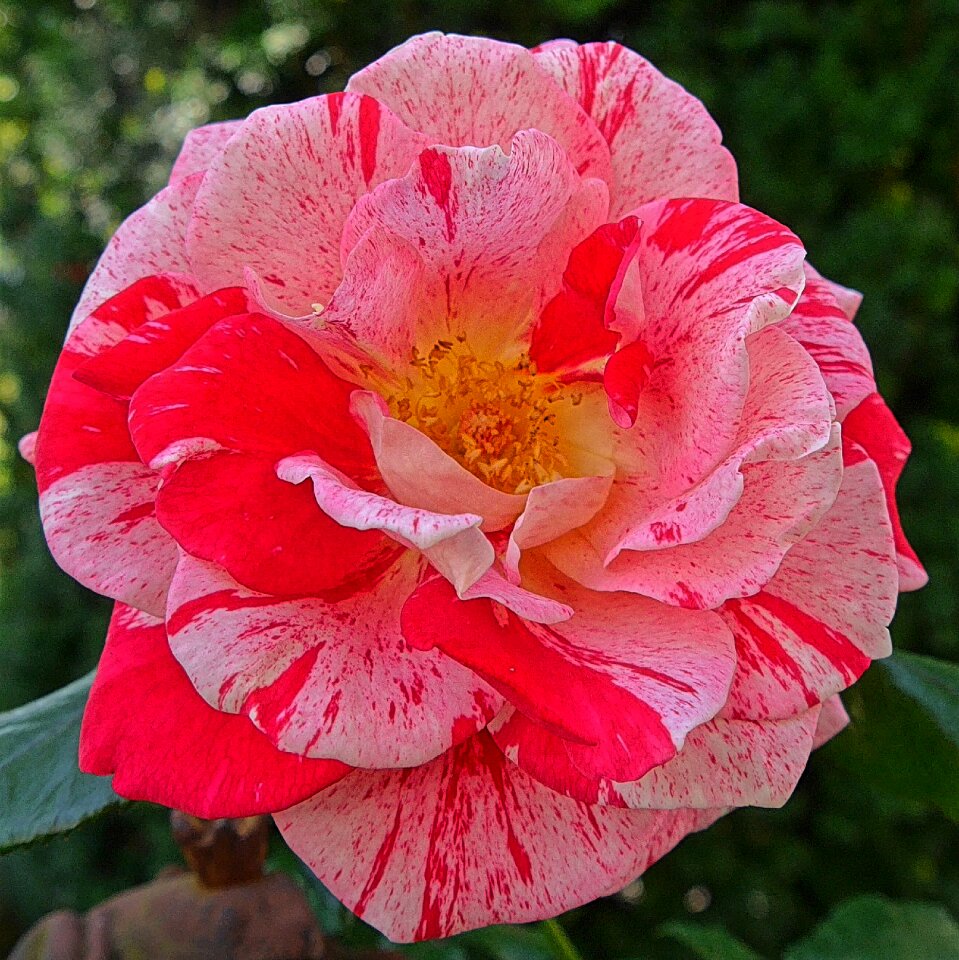 Rose flowers red