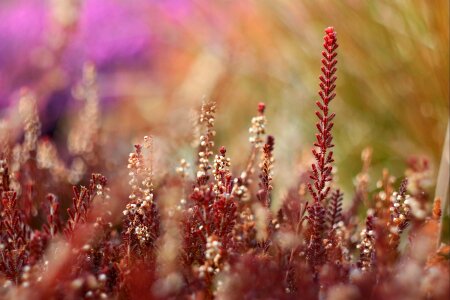 Plant spring colors