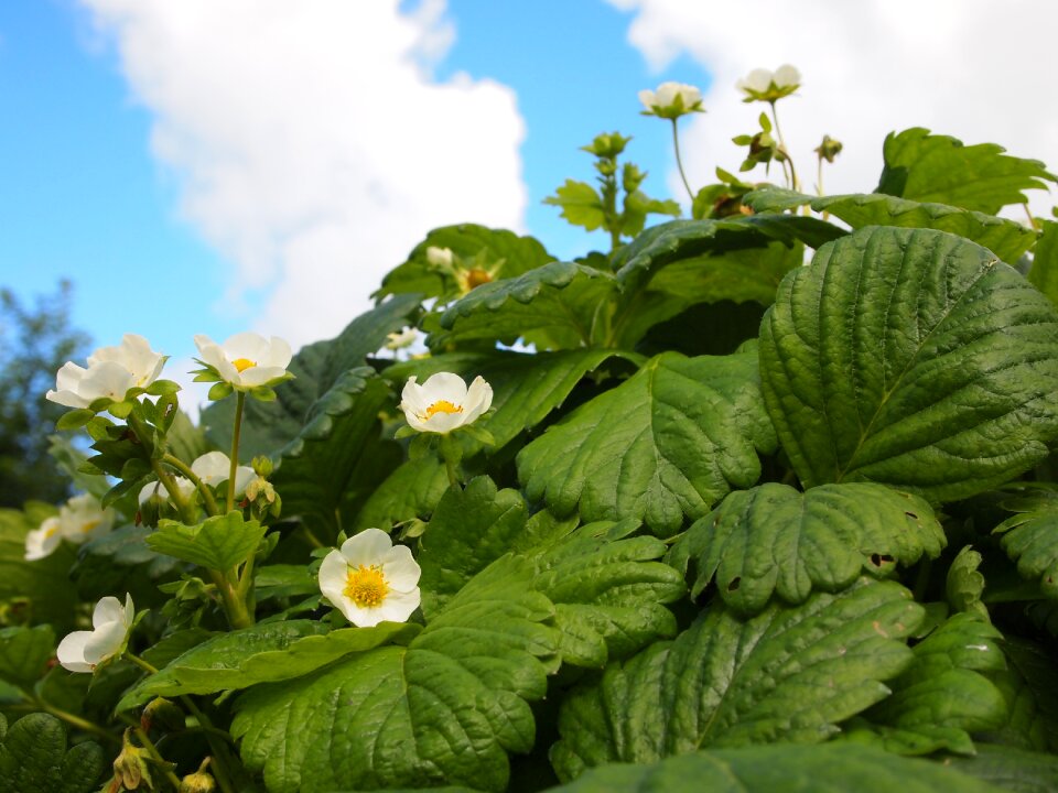 Flowers garden strawberry