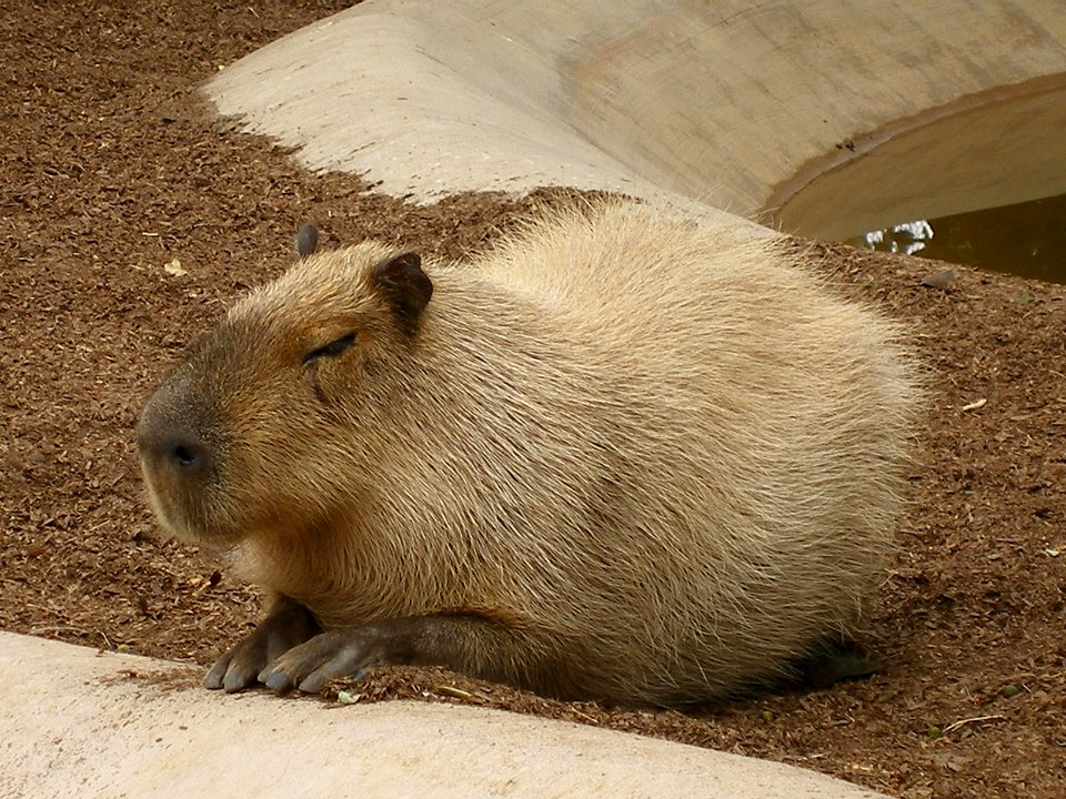 Plus-Sized Rodent photo