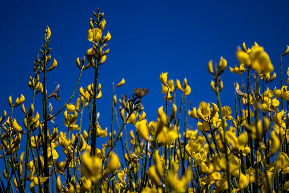 Garden outdoors yellow