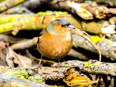 Garden bird nature animal