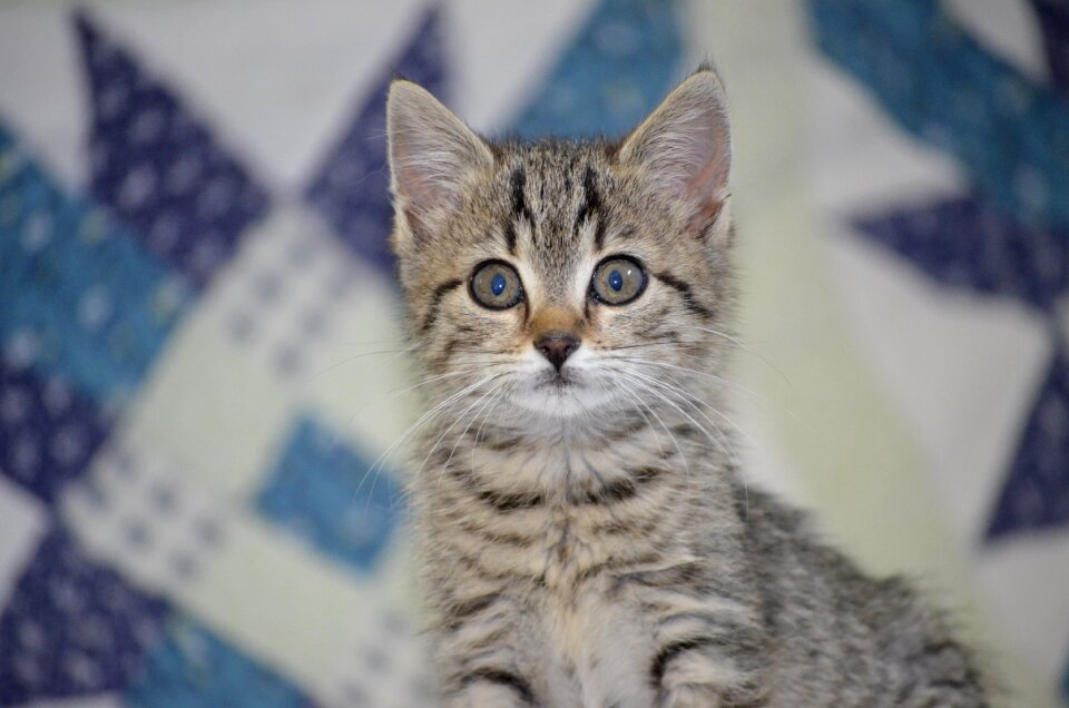 Attention small cat baby cat