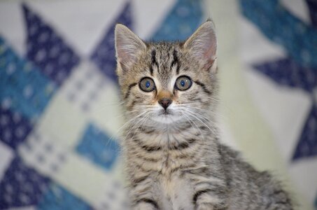 Attention small cat baby cat